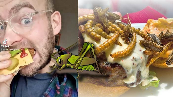 burgers-d-insectes-pour-le-climat.jpg