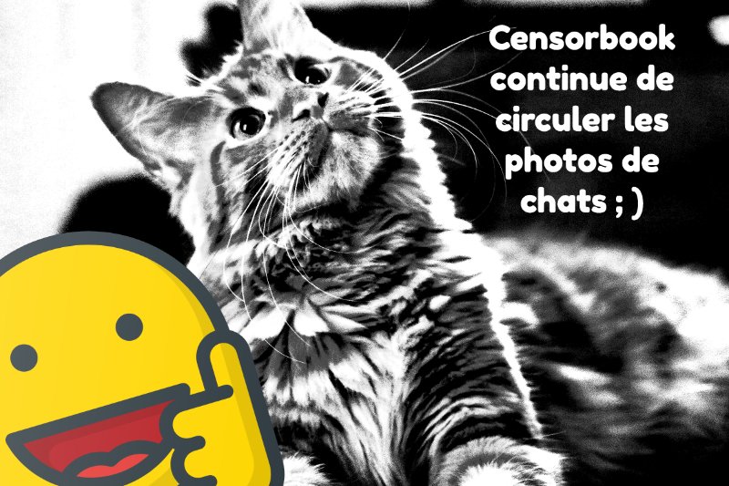 chat-qui-circule.jpg