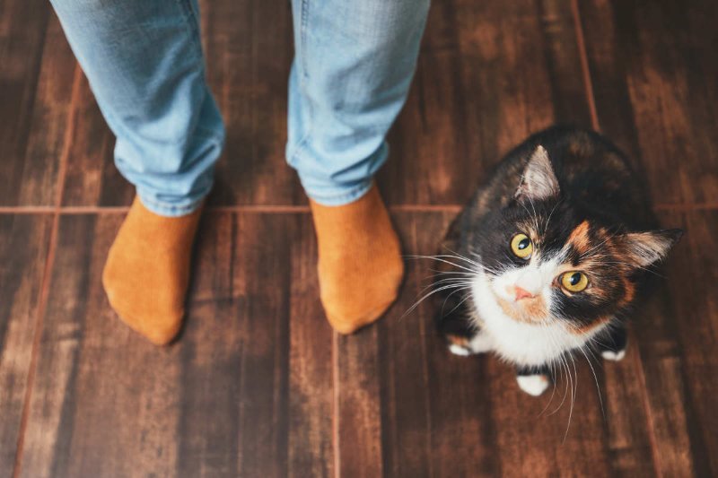 chat-qui-regarde-vers-le-haut.jpg