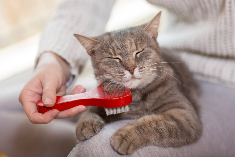 chat-heureux.jpg