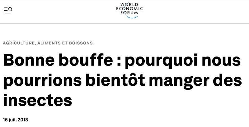 manger-des-insectes.jpg