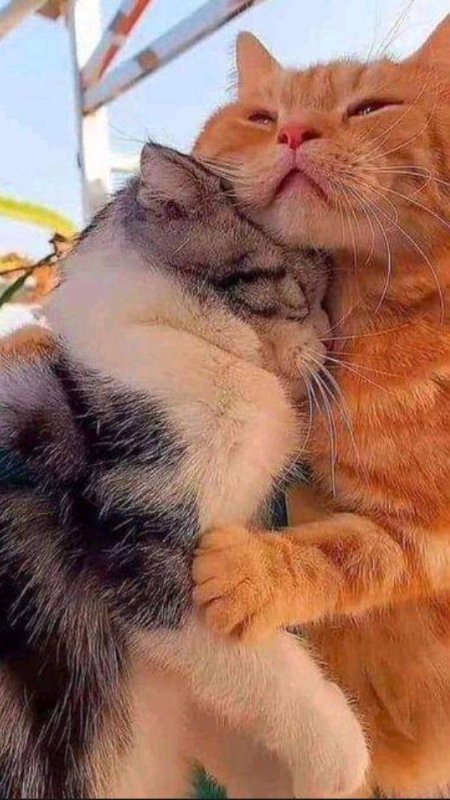 chats-chaleureux.jpg
