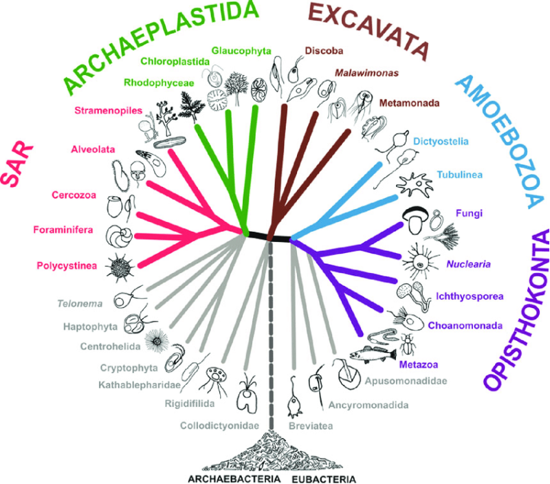 A-view-of-eukaryote-phylogeny-reflecting-the-classification-presented-herein.png