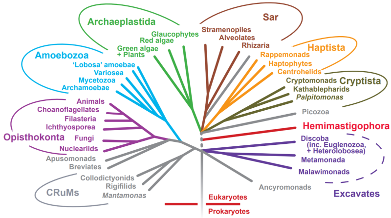 Eukaryote_Phylogeny.png