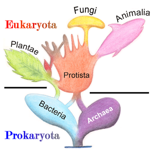 l-arbre-de-organismes-vivants.png