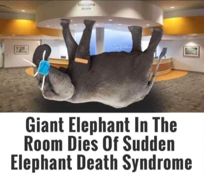 le-lephant-dans-la-piece-est-mort-soudainement.jpg