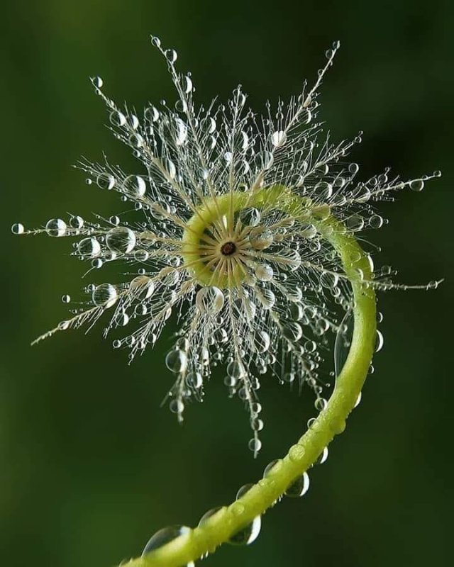 the-seed-the-bud-and-the-flower.jpg
