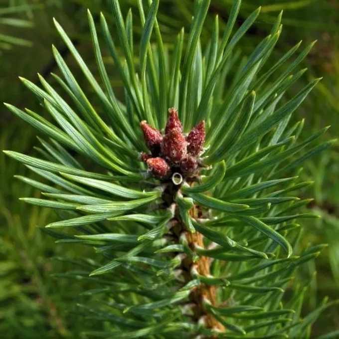 huile-essentielle-pin-sylvestre.jpg