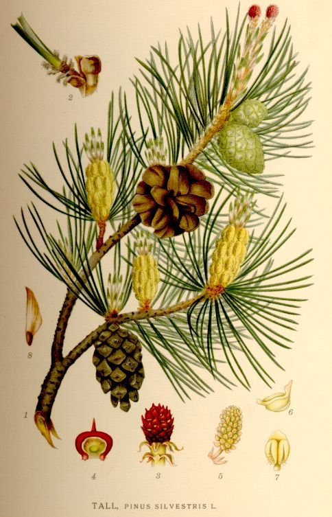 Pinus sylvestris