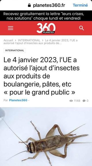 insectes-en-europe.jpeg
