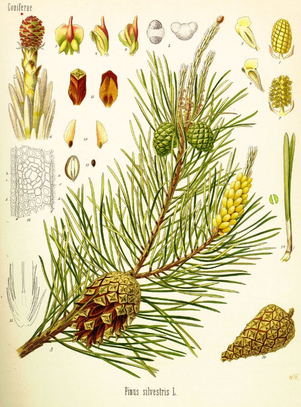 Köhler's Medicinal Plants; Planches de 1887; Copyright expiré