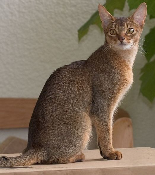 chat-alerte.jpg