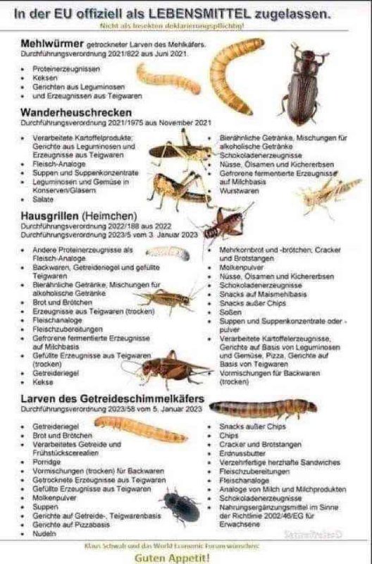 insectes-approuves-dans-l-union-europeenne.jpeg