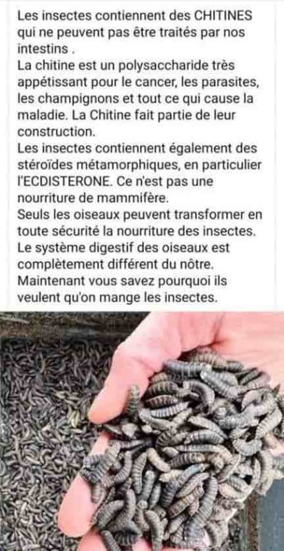 les-insectes-contiennent-des-chitines.jpeg