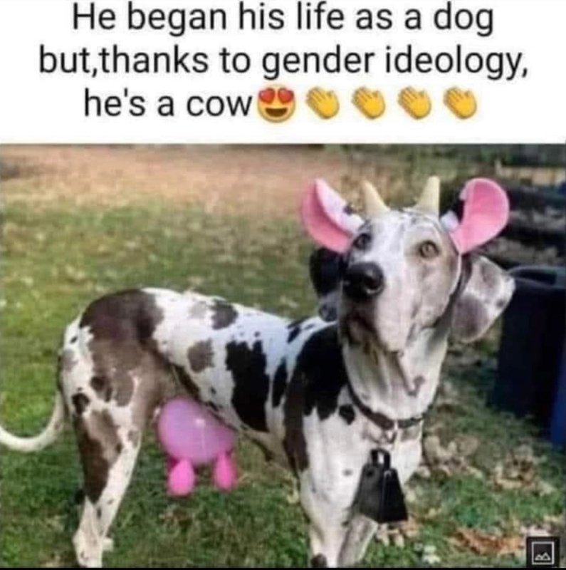 un-chien-qui-s-identifie-comme-une-vache.jpeg