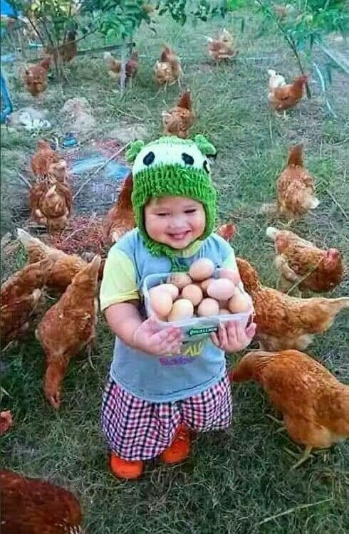 aller-aux-poules.jpg