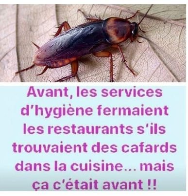 cafards-en-cuisine.jpg