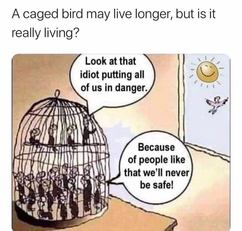 l-oiseau-libre-qui-est-pressenti-mettre-les-oiseaux-en-cage-en-danger.jpeg