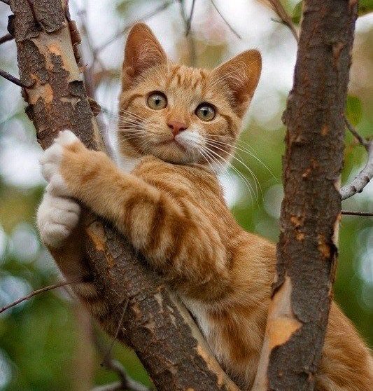 chat-heureux.jpg
