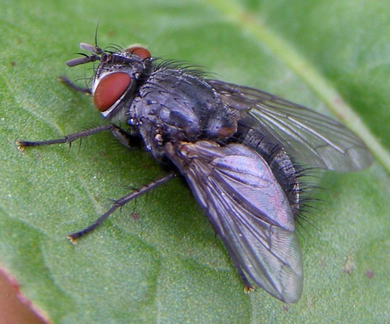 Diptera-Tachinidae-Pales-pavida-201206040029-3708092325.jpg