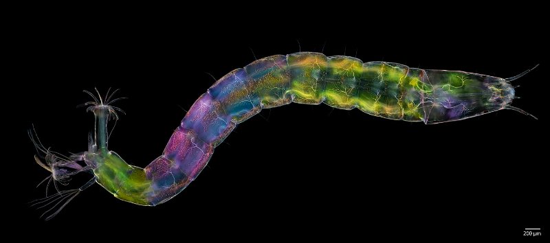 Non-Biting_Diptera_Midge_Larva.jpg