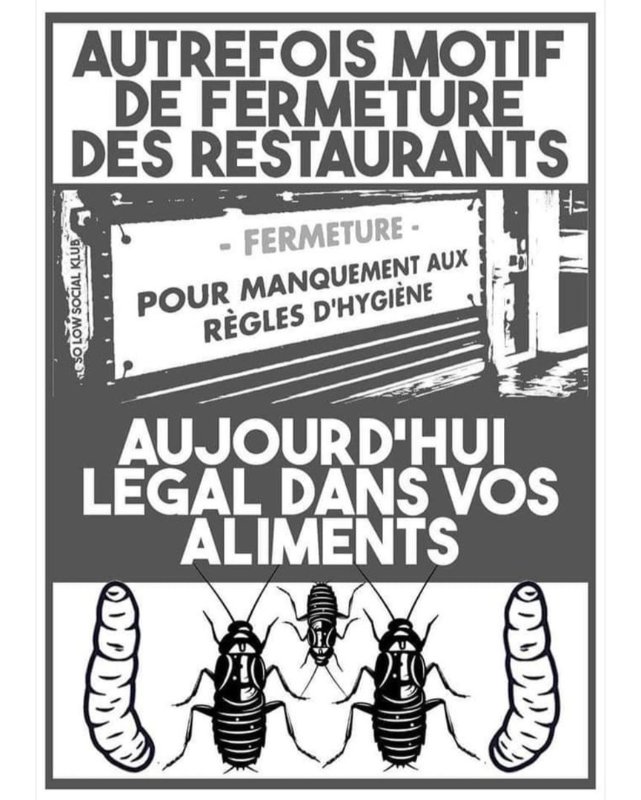les-insectes-dans-les-aliments-en-resto.jpeg