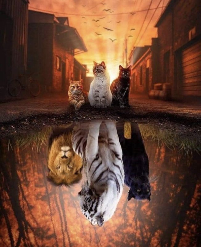les-chats.jpg