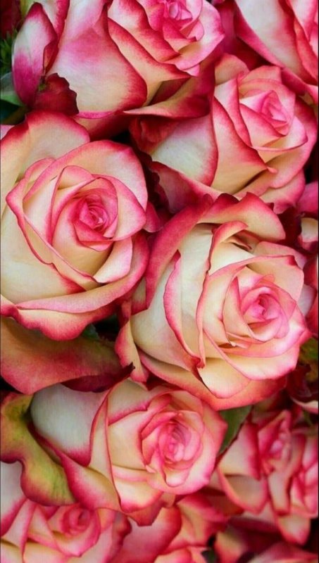 roses-magnifiques.jpg