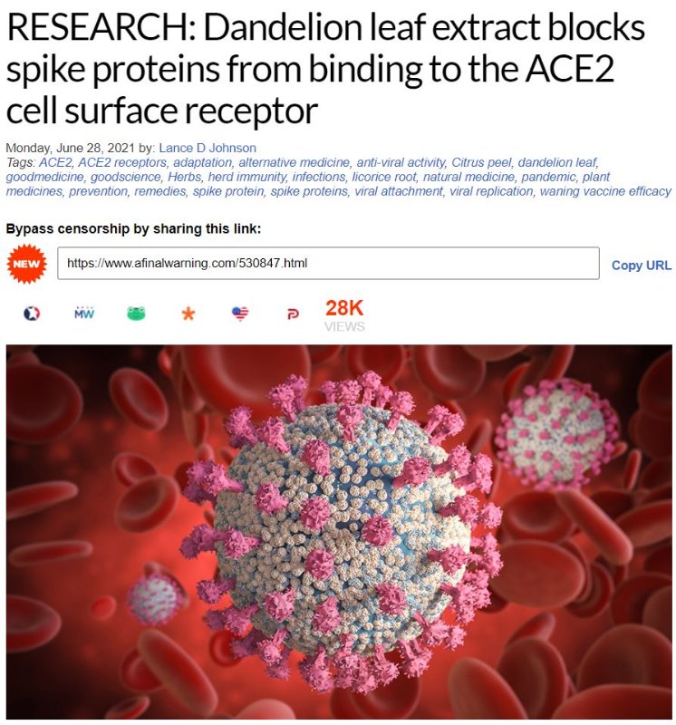 les-feulles-de-pissenlit-contre-la-proteine-spike.JPG
