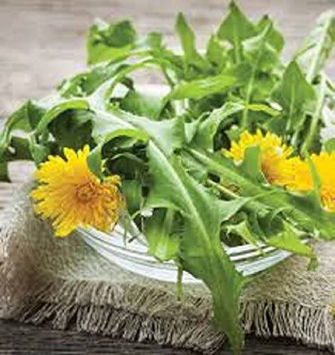 feuilles-de-pisselits-avec-les-fleurs.jpg
