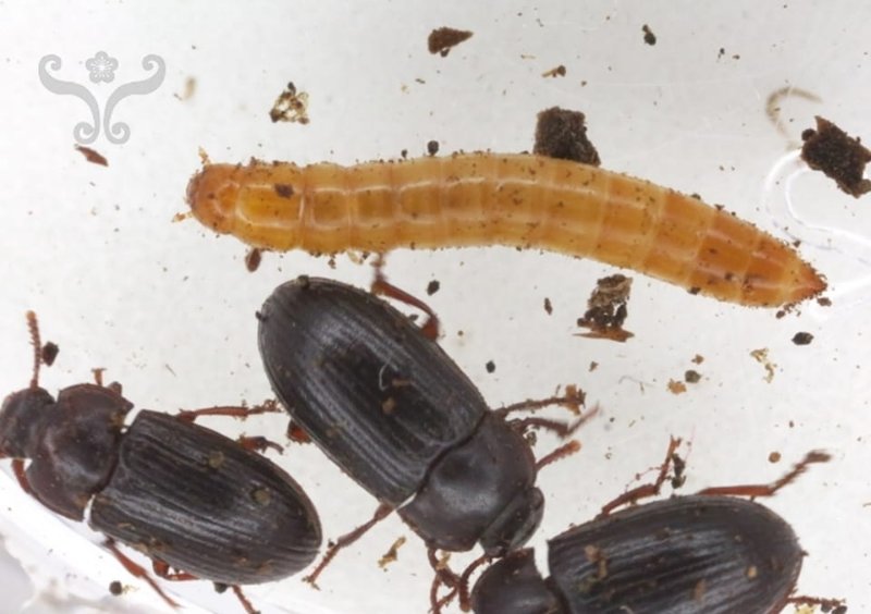 les-insectes-dans-l-alimentation-humaine.jpg