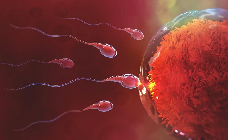 spermatozoides-et-ovule.jpg