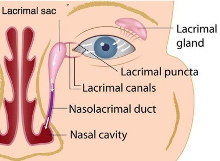 glandes-lacrymales.jpg