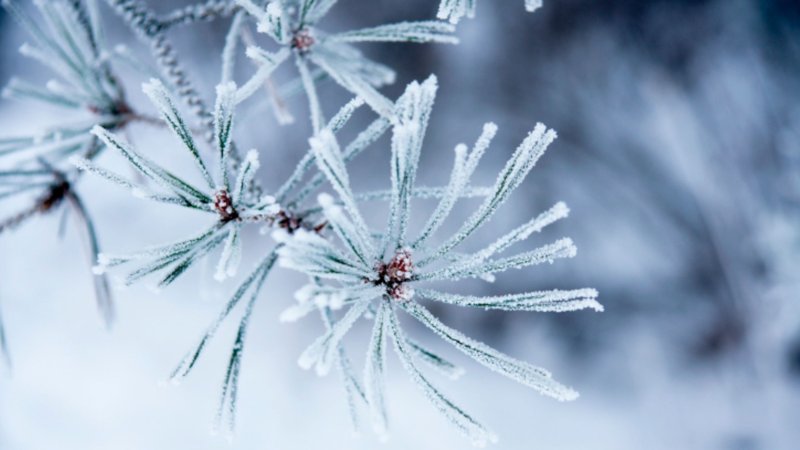 la-beaute-de-l-hiver.jpg