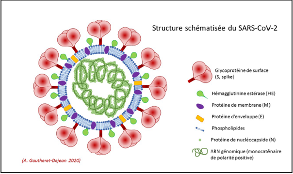 structure-du-sras-cov-2.png