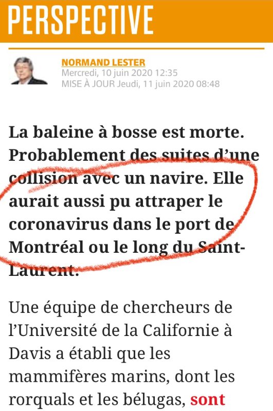 l-expert-normand-lester-et-sa-baleine-morte-qui-aurait-pu-attraper-la-covid-a-montreal-11-juin-2020.jpg