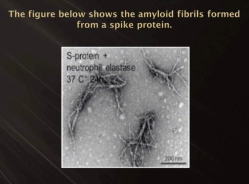 les-fibres-amyloides-formees-par-la-proteine-spike.jpg