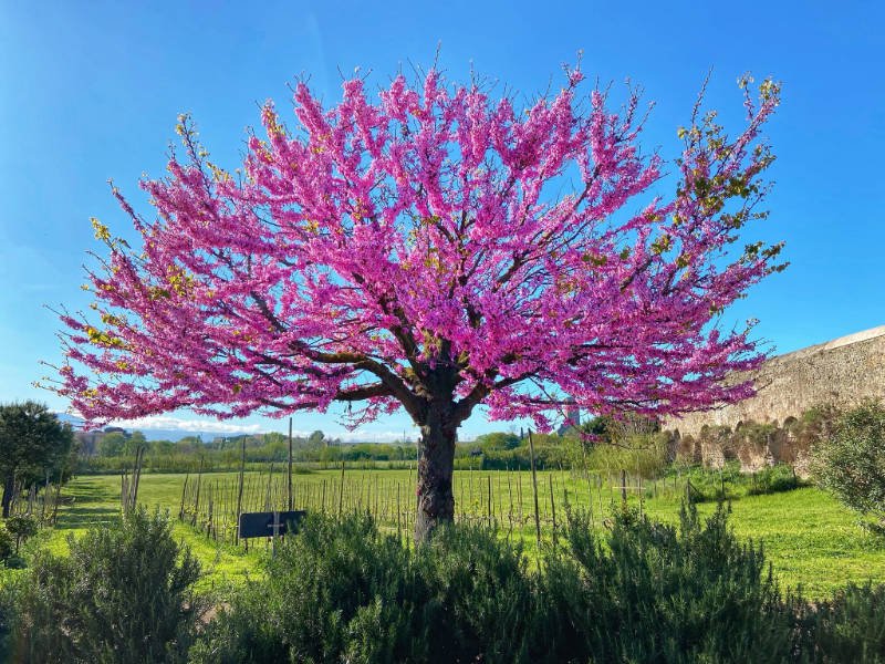 arbre-magnifique.jpg
